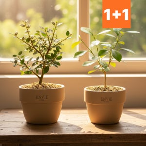 1+1 올리브나무+오렌지자스민 공기정화식물 소형 반려식물 키우기 플랜트메이트
