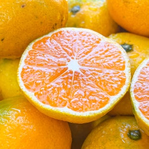 농가살리기 새콤달콤 제주 햇 극조생귤 10kg