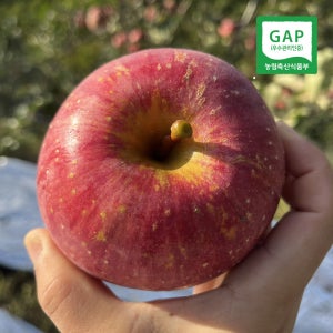 진이네농장 산지직송 문경 사과 고당도 햇부사 감홍 양광 못난이 꿀사과 가정용 3KG 5KG