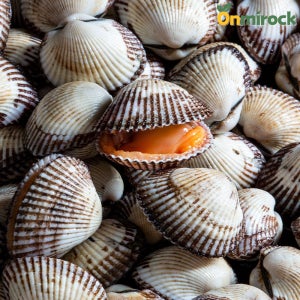 온미락 벌교 왕새꼬막 특품 22mm이상 당일채취 산지직송 벌교13번수산 선별