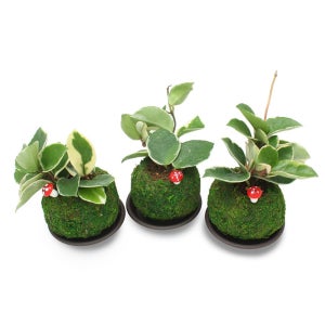 봄맞이 3인용 토피어리 화분만들기 식물키우기 자연체험 DIY 키트 EC107131