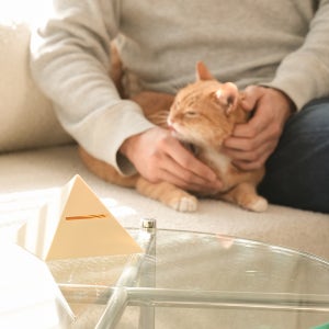 [스타터 키트] 펠리노스 반려묘 릴렉싱 디퓨저 [예약배송 1월 19일 발송] 페로몬 고양이 과도한 울음 공격성 예민함 이사 합사 동물병원