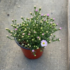 왕관 쑥부쟁이 핑크 3+1 다년생 노지월동 야생화 가을꽃 패랭이꽃 지피식물 9cm 포트