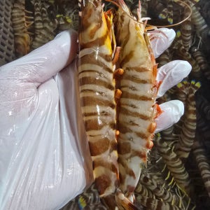 보리새우 구이용 냉동보리새우 (오도리)12마리 대16~18cm