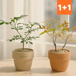 1+1 오렌지자스민+ 남천나무 공기정화식물 소형 반려식물 키우기 플랜트메이트