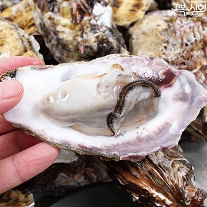 제철 통영 산지직송 최상급 굴 1kg 석화 3kg 5kg [꼬복상회]