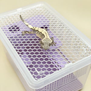 [COLOR 매쉬 뚜껑 중]적재형 사육장 렉사 대체 JIF 레파즈 조이클린 분무 환기