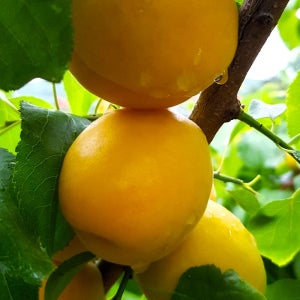 살구나무 왕살구 하코트 접목2년생 분묘