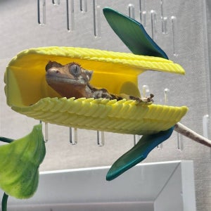 테라돔 도마뱀 은신처 크레스티드게코 파충류 사육장 안식처 괴산옥수수