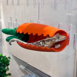 테라돔 도마뱀 은신처 크레스티드게코 파충류 사육장 안식처 제주당근