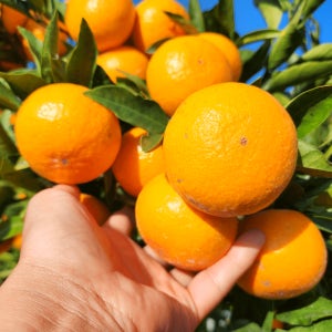 진지향 제주 감귤 비가림하우스귤 만다린귤 서귀포 10키로 5키로 맛있는 고당도 로얄과 소과