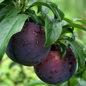 자두나무 왕피지두 접목2년생 분묘