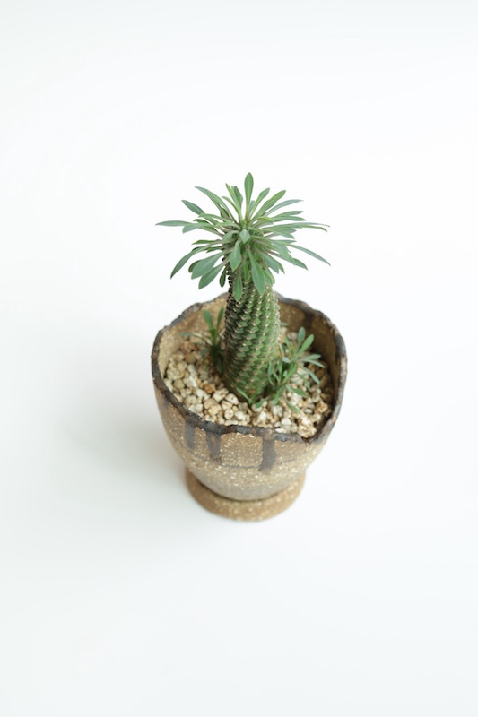 [<b>위트</b>앤<b>그라스</b>/동일품] 부풀레우리폴리아(아프리카식물)