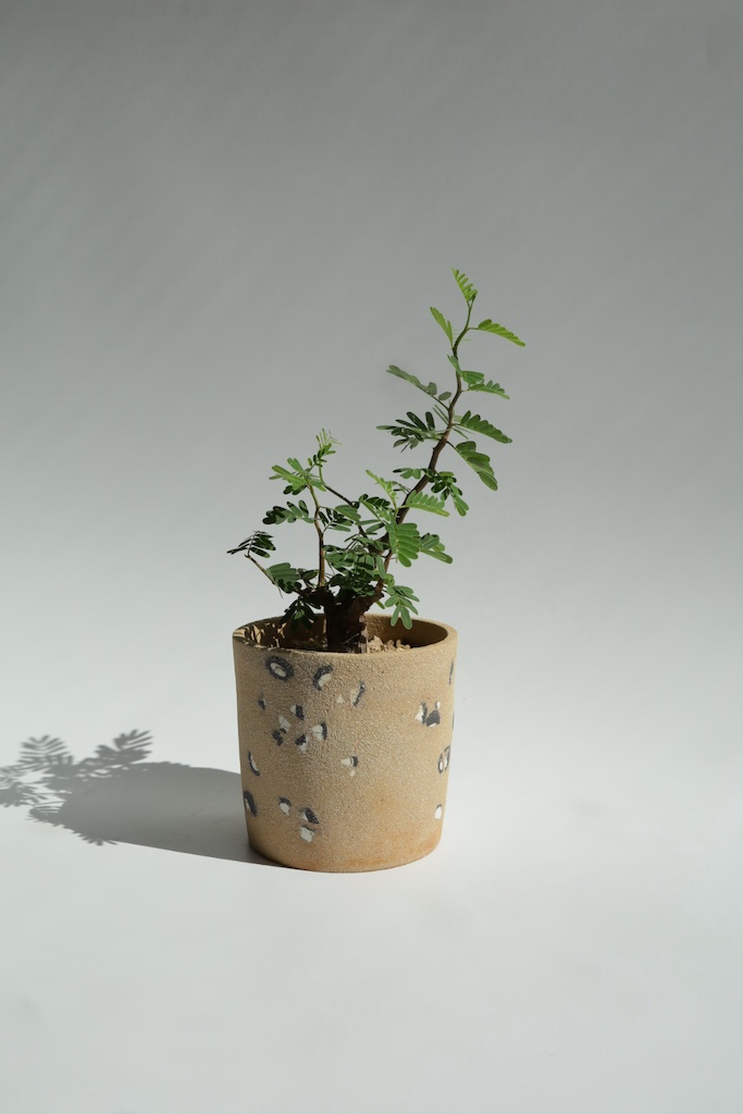 [<b>위트</b>앤<b>그라스</b>/동일품] 세나(아프리카식물)