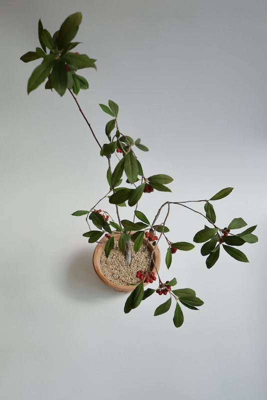 [<b>위트</b>앤<b>그라스</b>/동일품] 꼭지윤노리