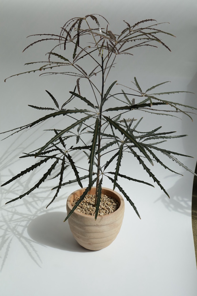 [<b>위트</b>앤<b>그라스</b>/동일품] 아랄리아