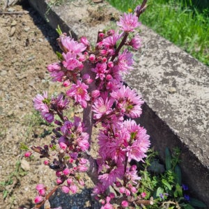 복숭아꽃 나무묘목 경무화도 3년생 분묘 개화주