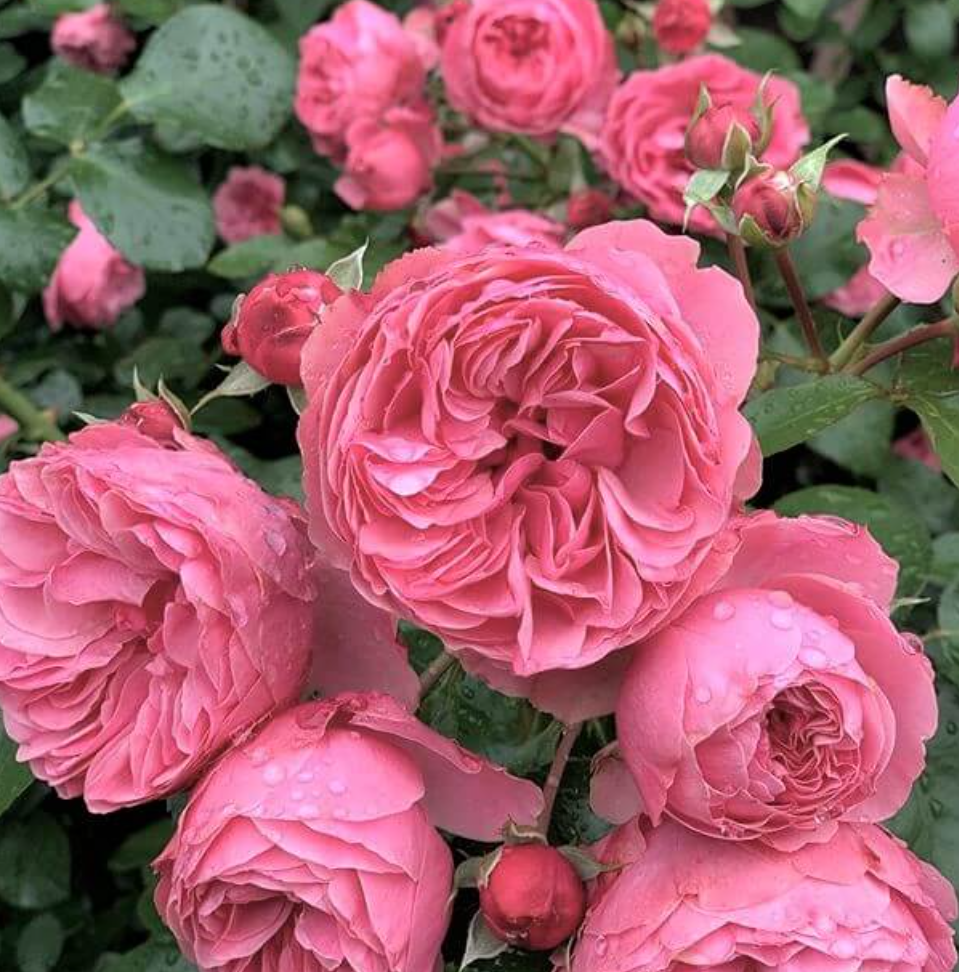 레오나르도 다 빈치(Leonardo da Vinci) 정원 덩굴 장미 (비닐포트묘)