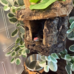 사육장 비포함 테라블록 2030 미니캐빈 버튼잎 넝쿨 패키지 (도마뱀사육장 꾸미기 게코은신처)