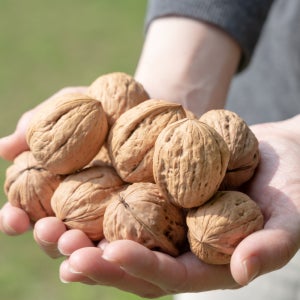 25년 국내산 햇호두 피 껍질 알호두 견과류 경북 예천