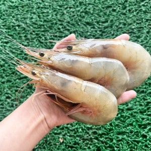 태안 채석포 자연산 대하 1kg 봄 가을 대하 왕새우