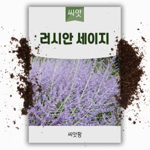 러시안 세이지 씨앗 10립 블루스틸 허브 종자