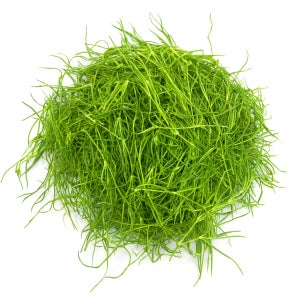 맛통령 세발나물 1kg 2kg 4kg