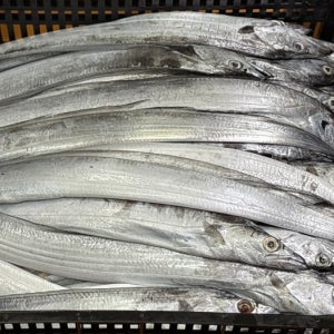 제주산 생물 은갈치 1박스 갈치조림 구이 당일조업