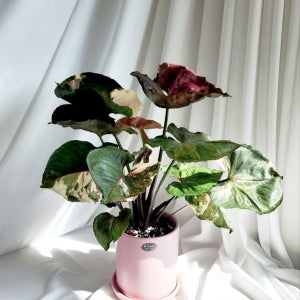 싱고니움 포도필럼 스트로베리 핑크 쥬얼리 세라믹화분 세트 무늬식물 플랜테리어 공기정화식물