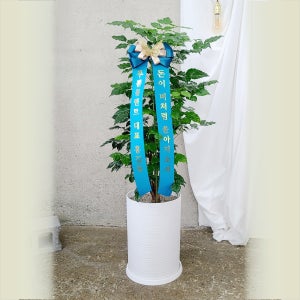 대구개업화분 승진 취임 영전 축하 개소식 대형 화분 직접 배달[110~140cm]