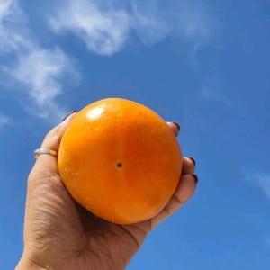 달콤 아삭 부유(진영) 차량단감