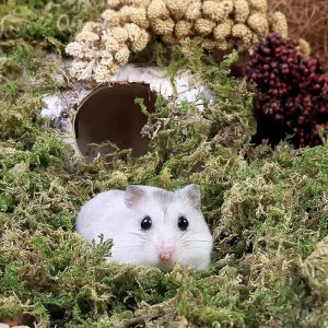 햄스터 자연주의 베딩 타핏 건조 숲 이끼 5L