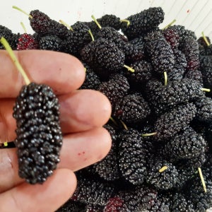 25년 고창 토종오디 냉동 특품 상품 급냉 생오디 생과 2kg 5kg 10kg