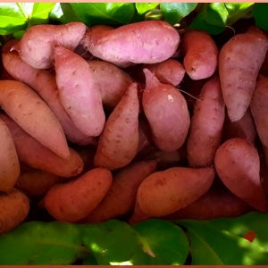 산지직송 달콤한 해남 새척 꿀고구마 3kg