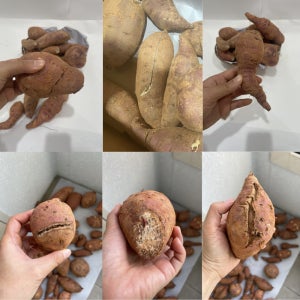 [파지] 큐어링 꿀 고구마 10kg, 1개