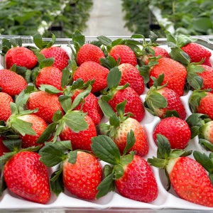 25년 첫출하 논산 설향딸기 스마트팜 산지직송 킹스베리