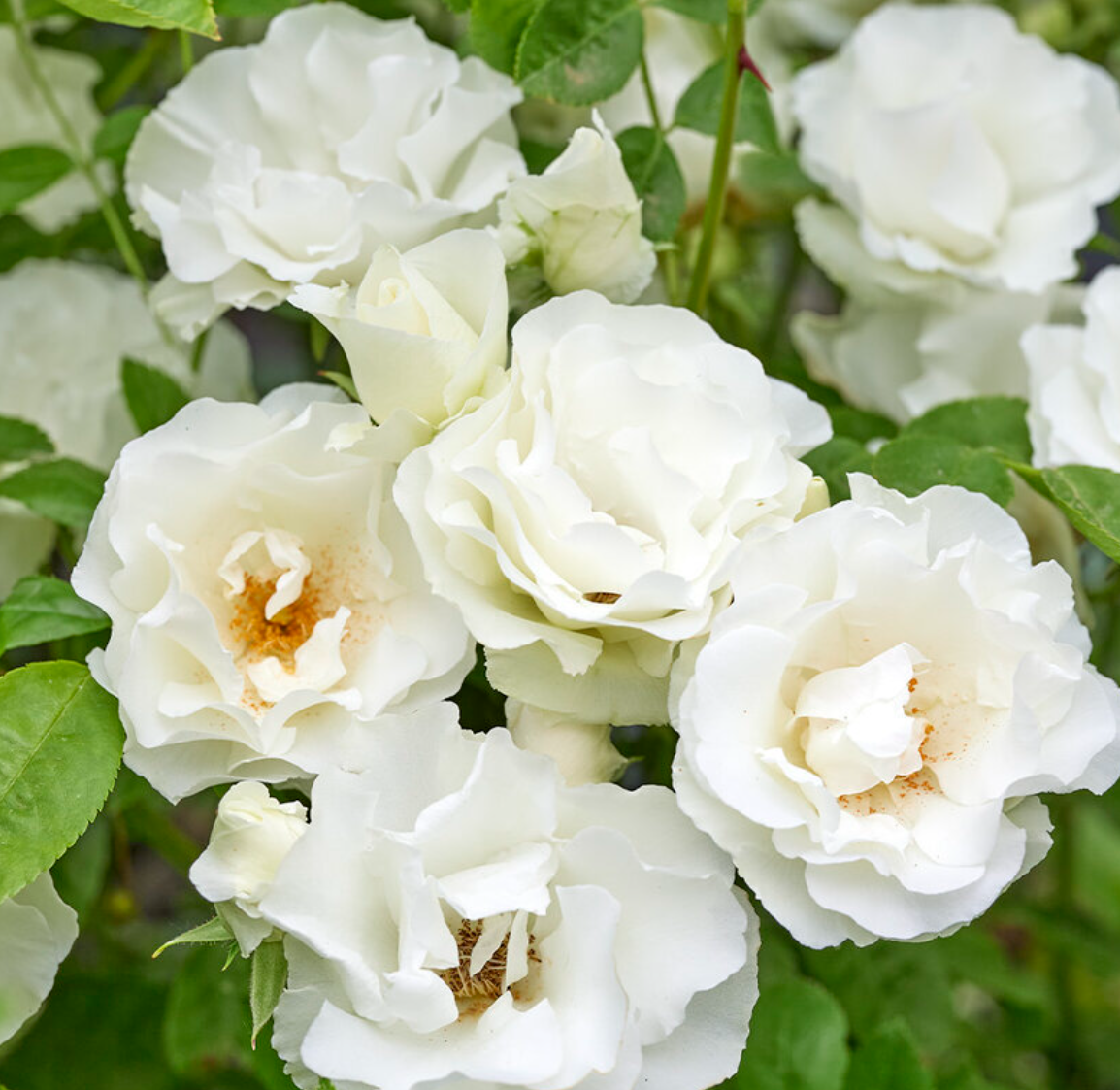 썸머 스노우(Summer Snow) 프랑스 정원 덩굴 장미 (비닐포트묘)