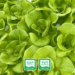 [정기배송가능] 푸루스팜 친환경 무농약 아쿠아포닉스 유러피안 샐러드 450g