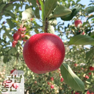 부사 감홍사과 홍로 시나노골드 실속형 흠과 가정용 5kg 10kg 3kg 2kg