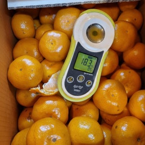 고당도 제주감귤 2.5kg,10kg 비가림하우스