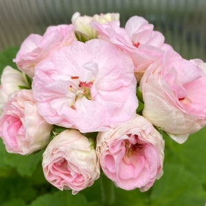 UV대너리스 러시아제라늄 예쁜 꽃지게농장 반려식물 꽃대 실내식물 키우기 화분 선물