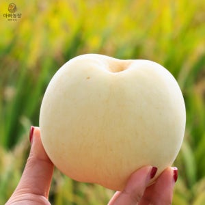 복숭아 겨울 설아복숭아 임산부 과일 백도 설리 딱복 말랑이 고당도 로얄과 특대 정 품