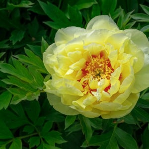 수입 목단 모란 노랑 초록 황관 털이묘 정원꾸미기 JB 시리즈