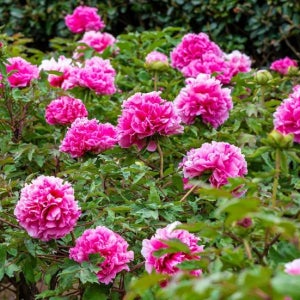 수입 목단 모란 붉은색 수안홍 털이묘 정원꾸미기 JB 시리즈