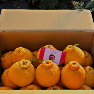 수상한농장 당도보장 제주 하우스한라봉 레드향 천혜향