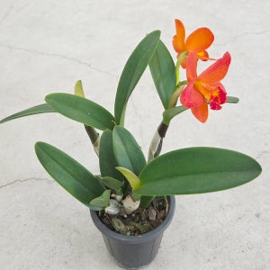 [풀멍상점] 신풍오렌지 카틀레야 (10cm 포트) / 난초과. 접란. 실내외 관상용.분화용. 선물용. 개업 축하용 / 선별발송 분채배송/ 방수라벨 이름표포함-농장직배