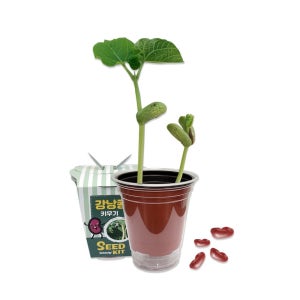 봄맞이 관찰일지 3인용 강낭콩 씨앗키우기 생태수업 체험키트 D10452-3