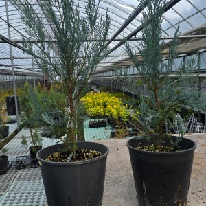 21호 화분 블루헤븐 삽목묘 지상부 60센치 전후 유럽침엽수