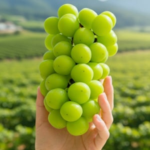 프리미엄 고당도 샤인머스켓 망고포도 청포도 수출용 선물세트 2kg