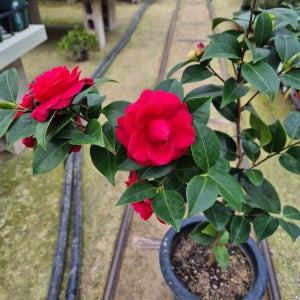 동백 블랙로즈 중품 월동나무 향기로운꽃